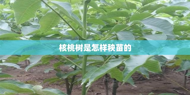 核桃树是怎样秧苗的