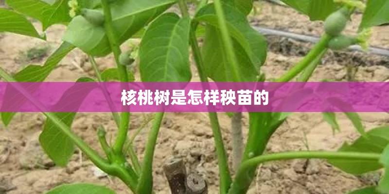 适合种植玫瑰的土质？_1