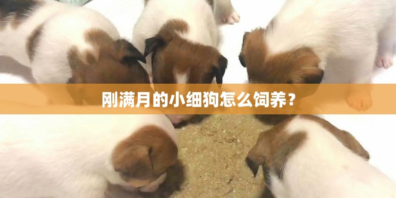 刚满月的小细狗怎么饲养？