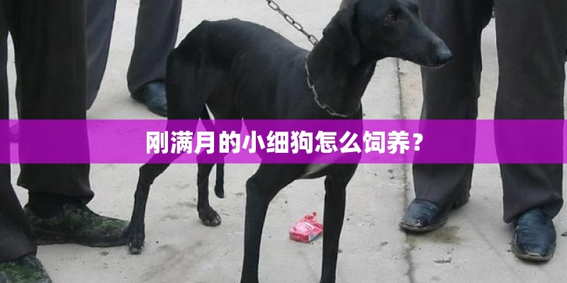 刚满月的小细狗怎么饲养？