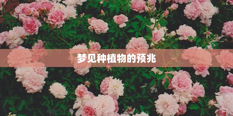 梦见种植物的预兆