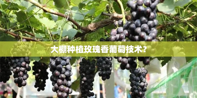 大棚种植玫瑰香葡萄技术？