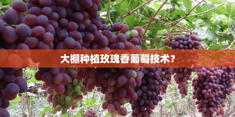 大棚种植玫瑰香葡萄技术？