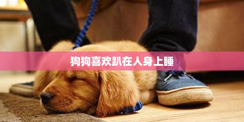狗狗喜欢趴在人身上睡