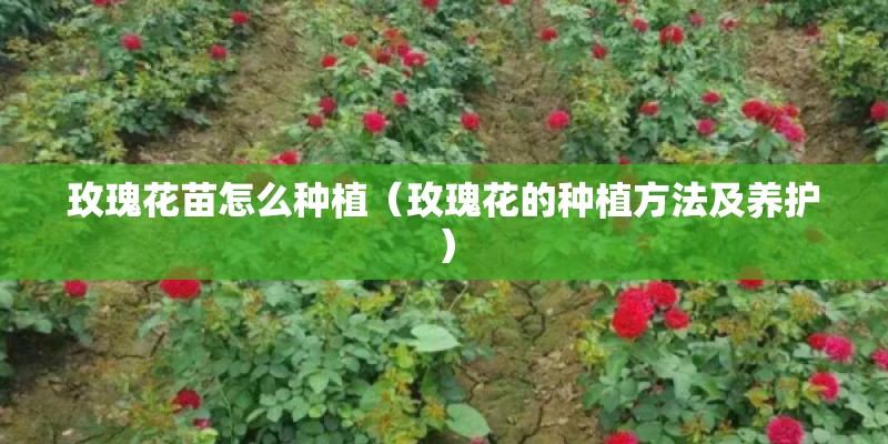 玫瑰花苗怎么种植（玫瑰花的种植方法及养护）