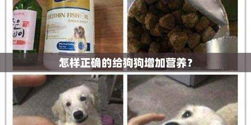 怎样正确的给狗狗增加营养？