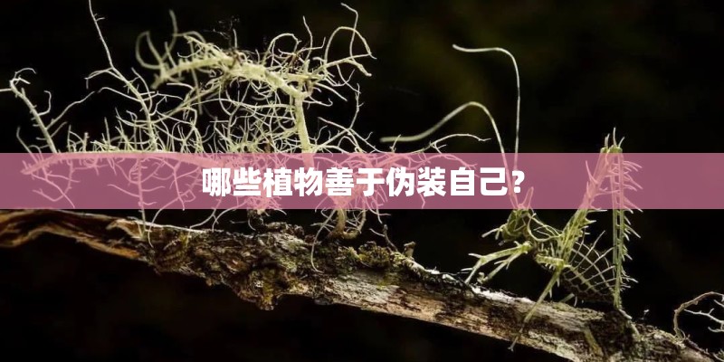 哪些植物善于伪装自己？