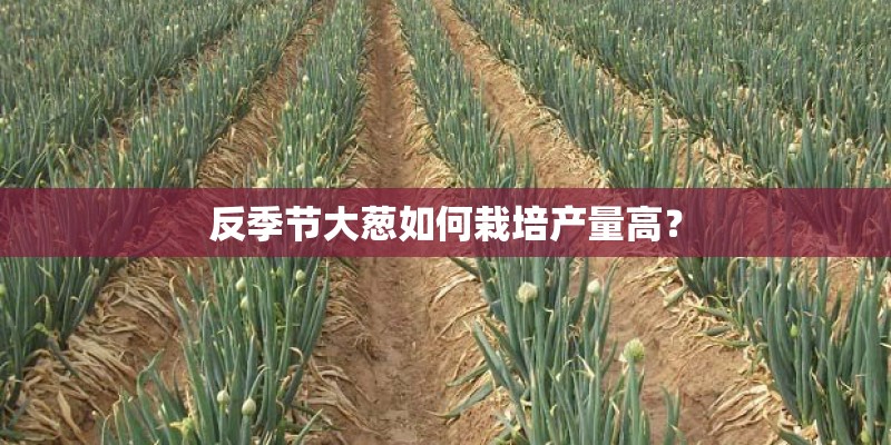 反季节大葱如何栽培产量高？