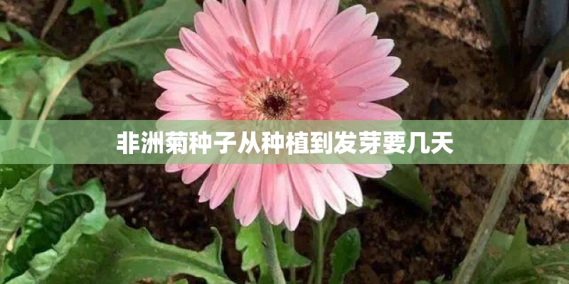 非洲菊种子从种植到发芽要几天