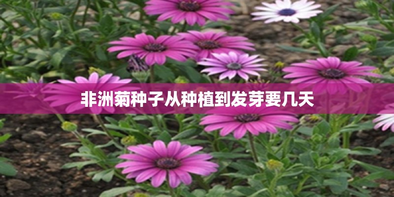 非洲菊种子从种植到发芽要几天