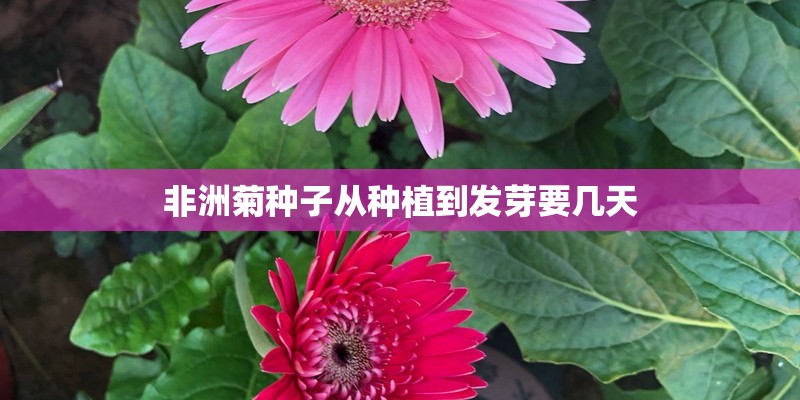 非洲菊种子从种植到发芽要几天
