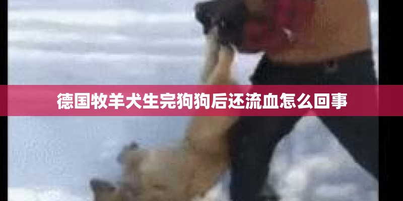 德国牧羊犬生完狗狗后还流血怎么回事