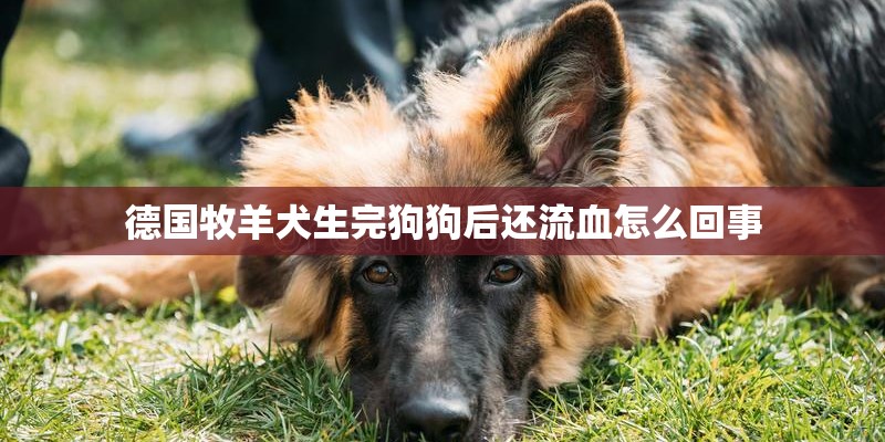 德国牧羊犬生完狗狗后还流血怎么回事