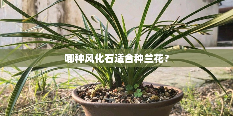 哪种风化石适合种兰花？