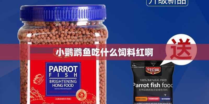 小鹦鹉鱼吃什么饲料红啊