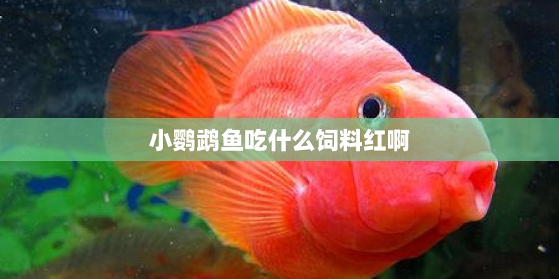 小鹦鹉鱼吃什么饲料红啊