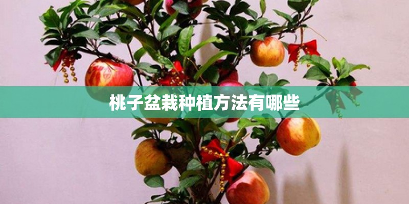 桃子盆栽种植方法有哪些