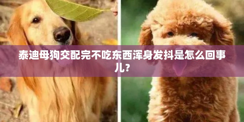 泰迪母狗交配完不吃东西浑身发抖是怎么回事儿？
