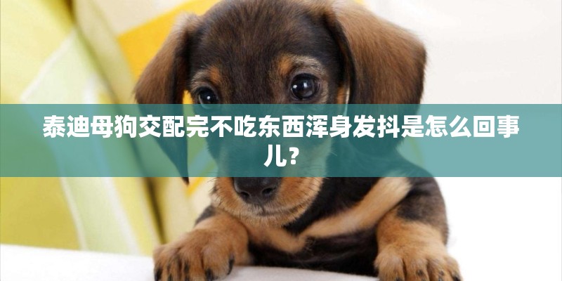 泰迪母狗交配完不吃东西浑身发抖是怎么回事儿？