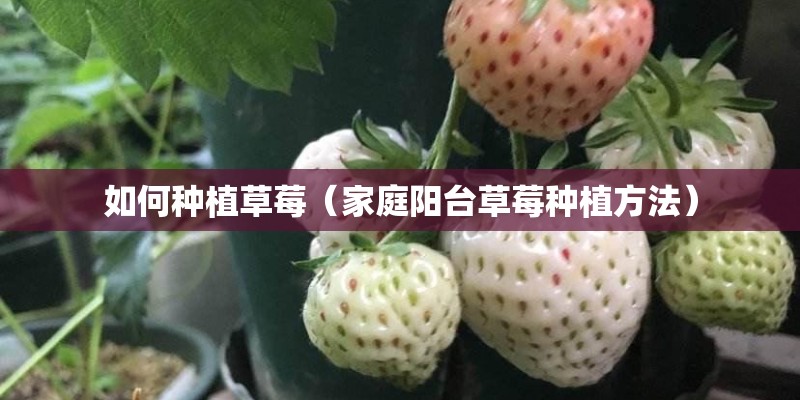 如何种植草莓（家庭阳台草莓种植方法）