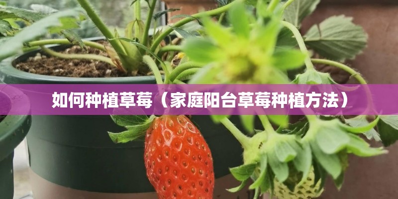 如何种植草莓（家庭阳台草莓种植方法）