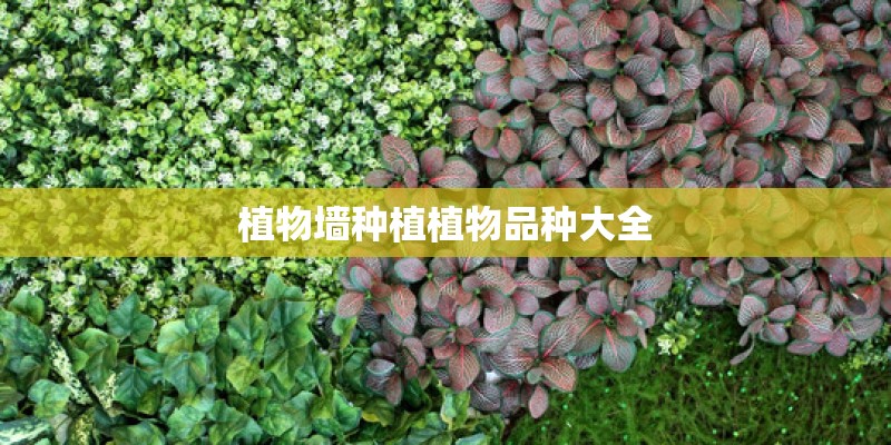 植物墙种植植物品种大全