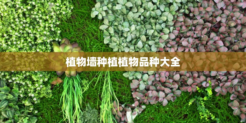 植物墙种植植物品种大全