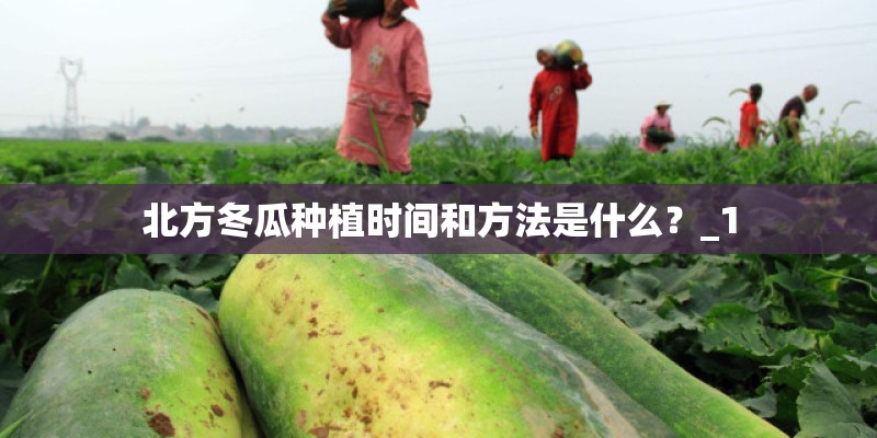 北方冬瓜种植时间和方法是什么?_1 北方冬瓜种植时间和方法是什么?_1