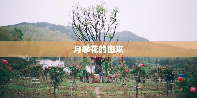 月季花的由来