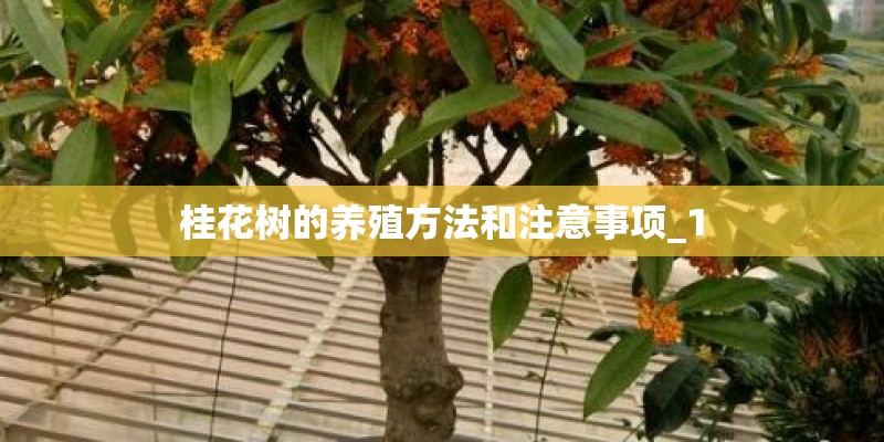 桂花树的养殖方法和注意事项_1