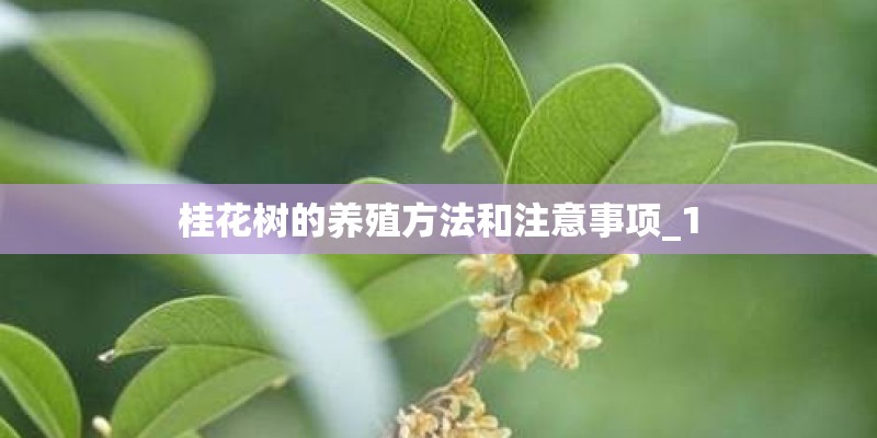 桂花树的养殖方法和注意事项_1