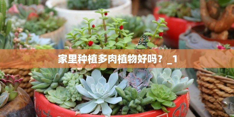 家里种植多肉植物好吗？_1