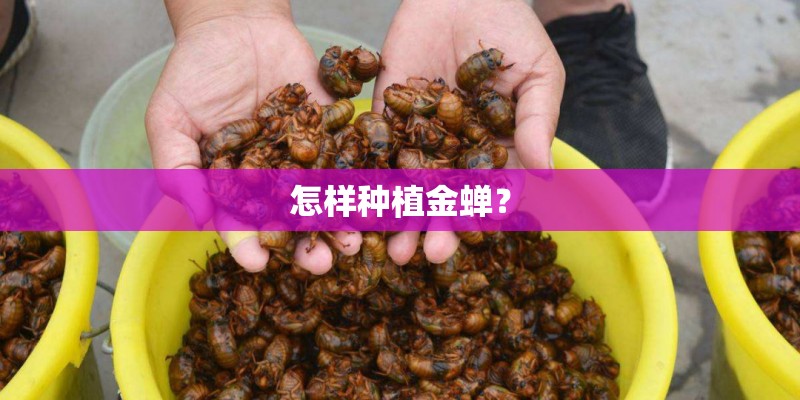 怎样种植金蝉？