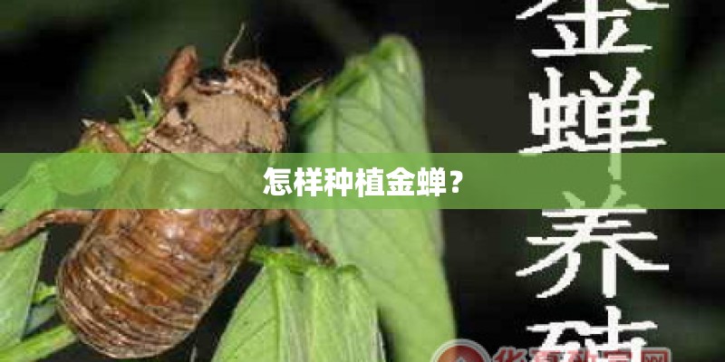 怎样种植金蝉？