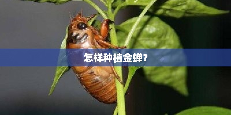 怎样种植金蝉？