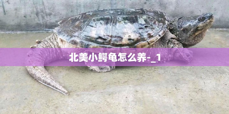 北美小鳄龟怎么养-_1
