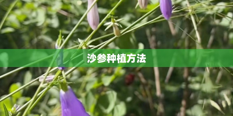 沙参种植方法