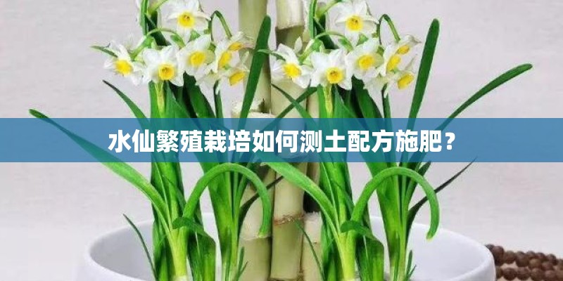 水仙繁殖栽培如何测土配方施肥？