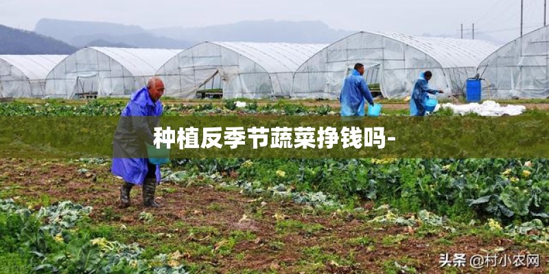 种植反季节蔬菜挣钱吗- 种植反季节蔬菜挣钱吗-