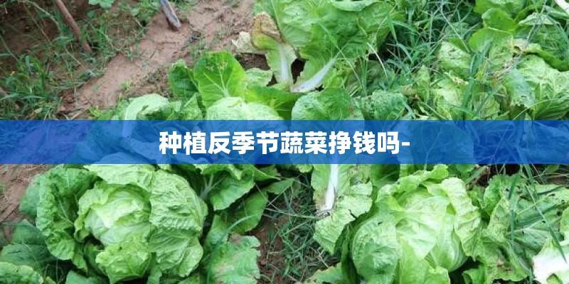 种植反季节蔬菜挣钱吗- 种植反季节蔬菜挣钱吗-