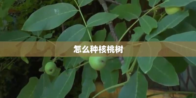 怎么种核桃树
