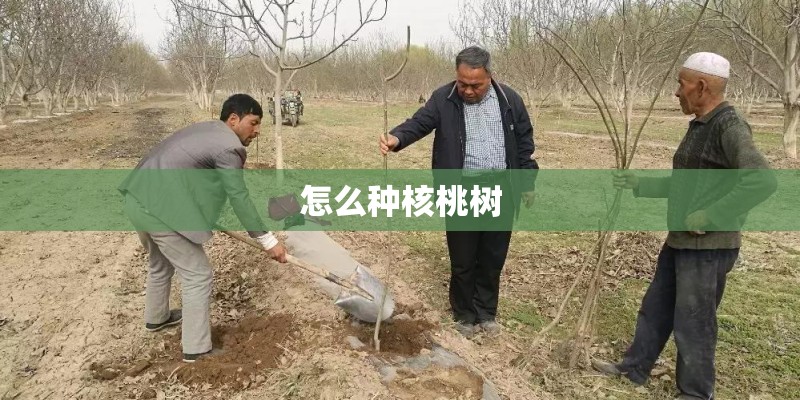 怎么种核桃树