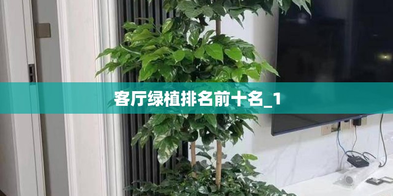 客厅绿植排名前十名_1