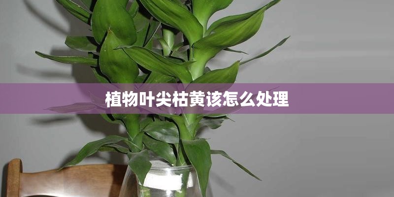 植物叶尖枯黄该怎么处理