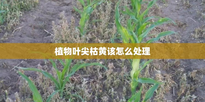 植物叶尖枯黄该怎么处理 植物叶尖枯黄该怎么处理