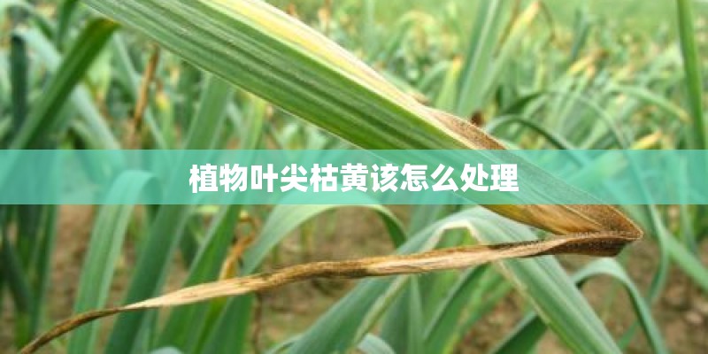 植物叶尖枯黄该怎么处理 植物叶尖枯黄该怎么处理