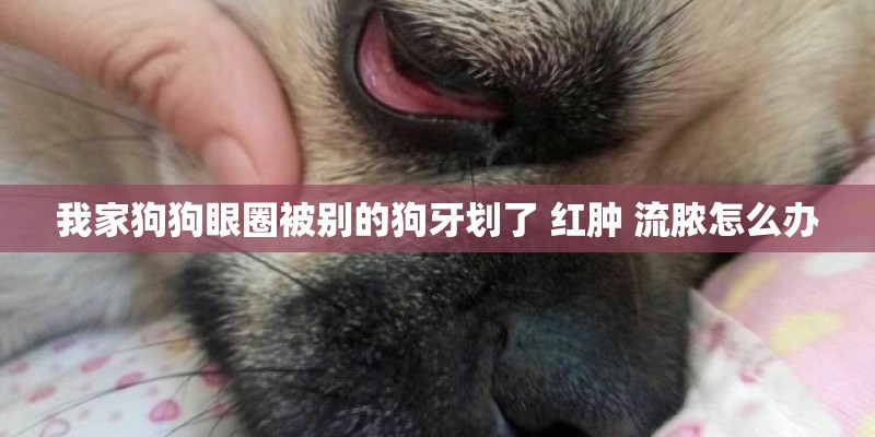 我家狗狗眼圈被别的狗牙划了 红肿 流脓怎么办