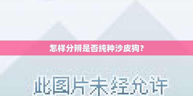 怎样分辨是否纯种沙皮狗？