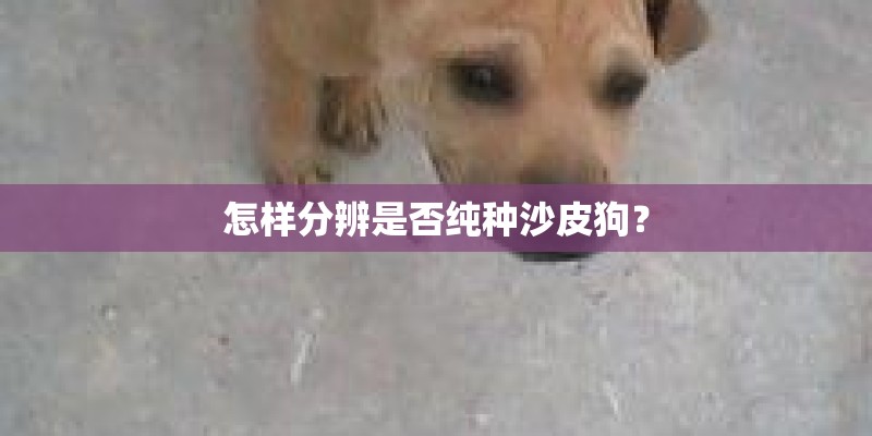 怎样分辨是否纯种沙皮狗？