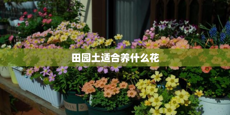 田园土适合养什么花 田园土适合养什么花